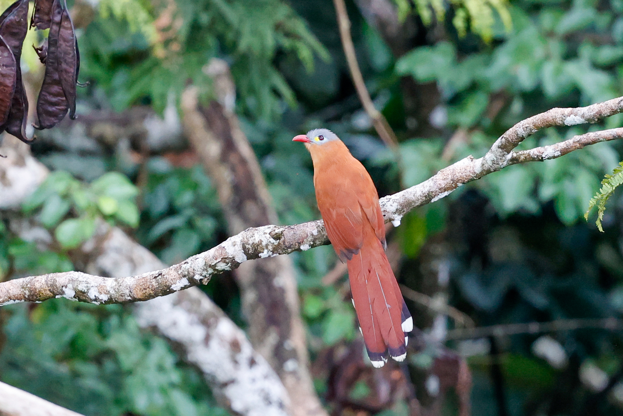 Black-bellied Cuckoo (Piaya melanogaster), photo 1