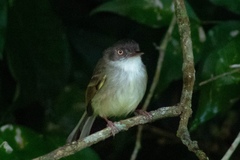 Hemitriccus margaritaceiventer