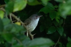 Hemitriccus margaritaceiventer