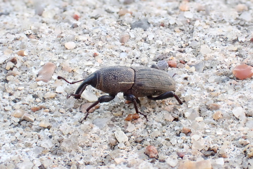 Sphenophorus coesifrons photo 2