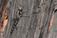 Anomalomydas mackerrasi
