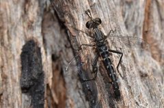 Anomalomydas mackerrasi