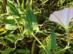 Convolvulus arvensis