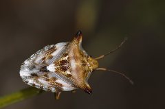 Duadicus pallidus