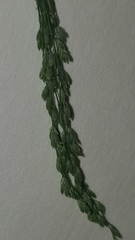 Glyceria striata striata