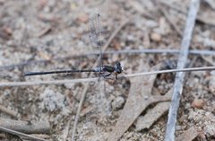 Archiargiolestes pusillus