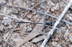 Archiargiolestes pusillus