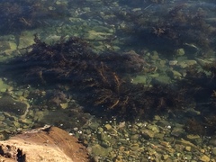 Carpophyllum maschalocarpum