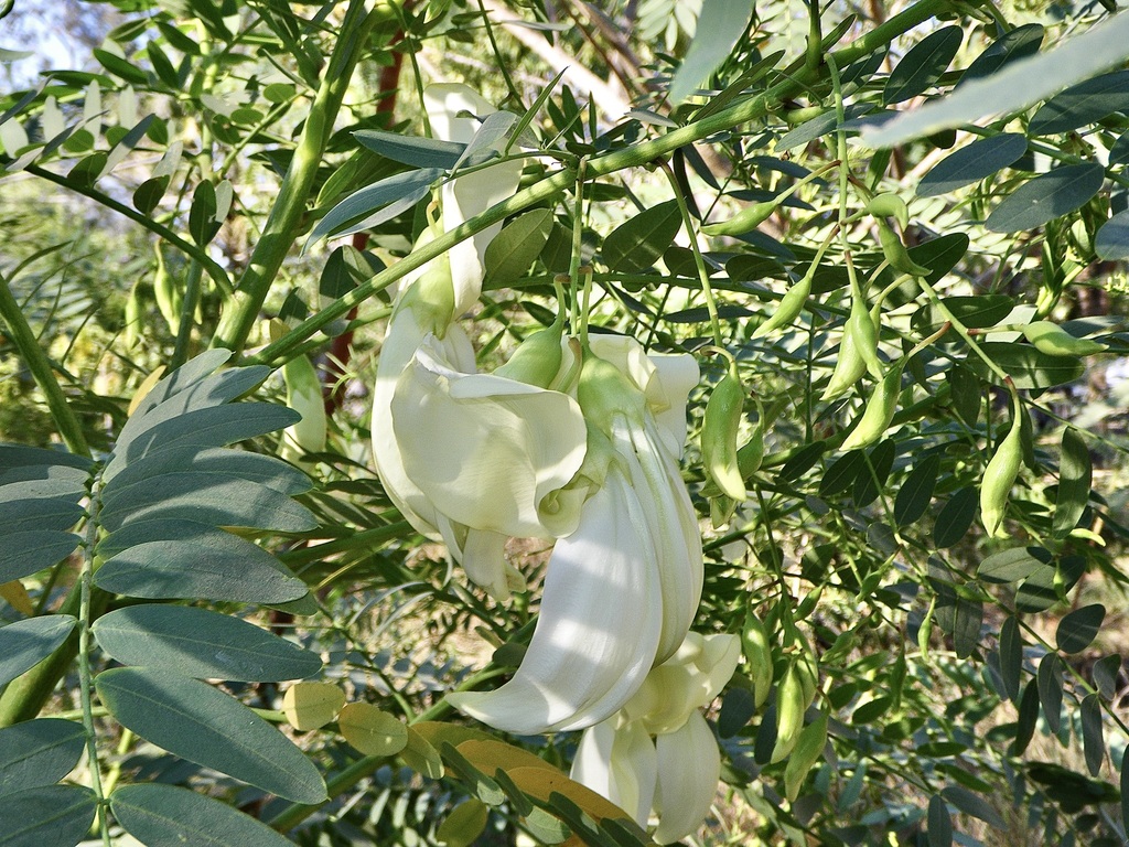 Sesbania formosa (F.Muell.) N.T.Burb. 4