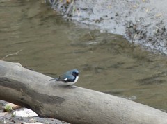 Setophaga caerulescens