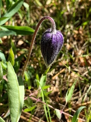 Clematis hirsutissima