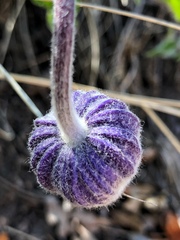 Clematis hirsutissima