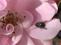 Eulonchus marginatus