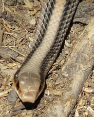 Salvadora deserticola