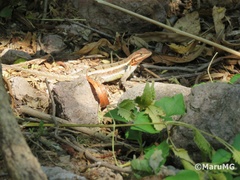 Sceloporus variabilis