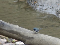 Setophaga caerulescens