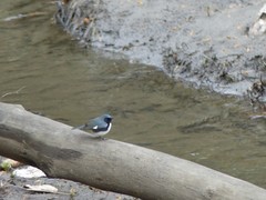 Setophaga caerulescens