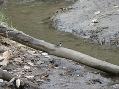 Setophaga caerulescens