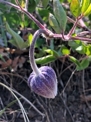 Clematis hirsutissima