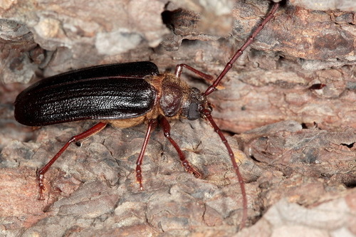 Tragosoma depsarium
