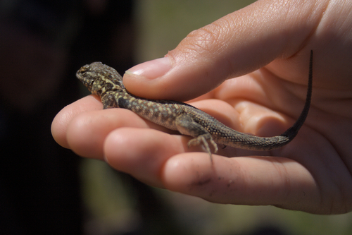iNaturalist observation photo of Common Side-blotched Lizard