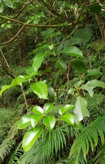 Dendropanax dentiger