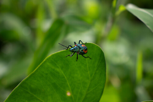 Ocellated shield bug photo 4