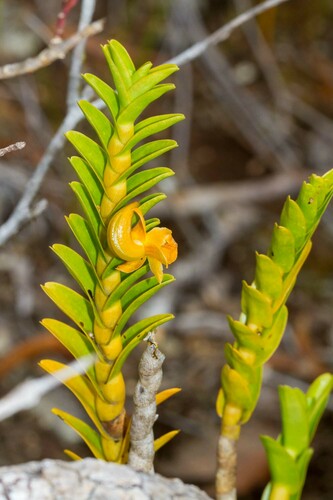 Dendrobium austrocaledonicum Schltr. 4