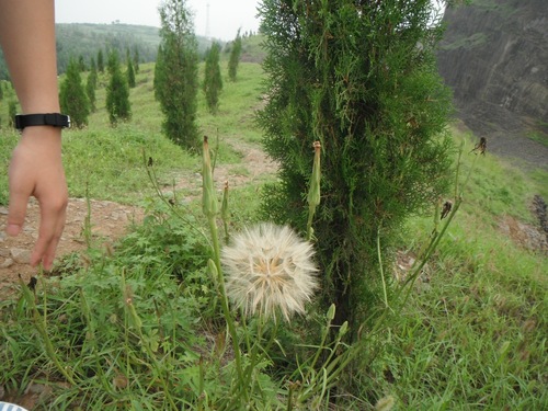 Image of Scorzonera Albicaulis (Scorzonera albicaulis) by (c) Jiao Sun (孙娇), some rights reserved (CC BY)