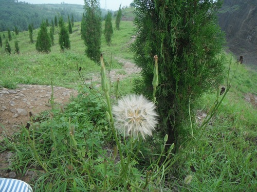 Image of Scorzonera Albicaulis (Scorzonera albicaulis) by (c) Jiao Sun (孙娇), some rights reserved (CC BY)