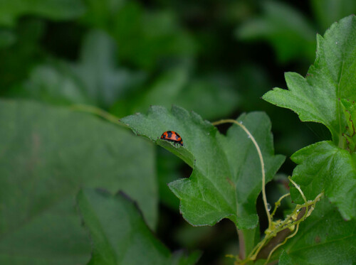 Small Transverse Ladybird Beetle photo 2