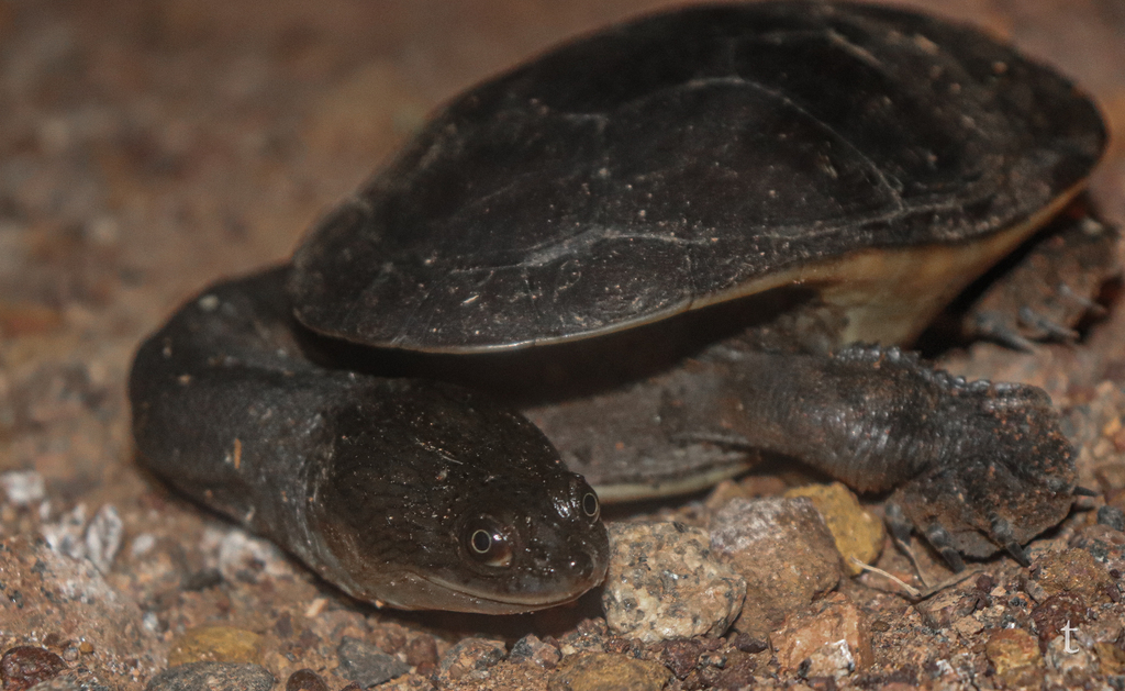 Darwin Snake-necked Turtle from Middle Point NT 0822, Australia on ...