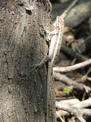 Sceloporus variabilis