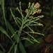 Panicum maximum - Photo (c) Kuan-Chieh (Chuck) Hung, μερικά δικαιώματα διατηρούνται (CC BY-NC), uploaded by Kuan-Chieh (Chuck) Hung