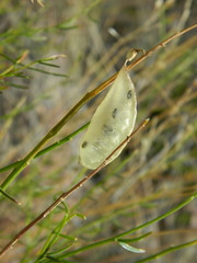 Astragalus cusickii