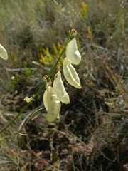 Astragalus cusickii