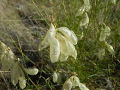 Astragalus cusickii