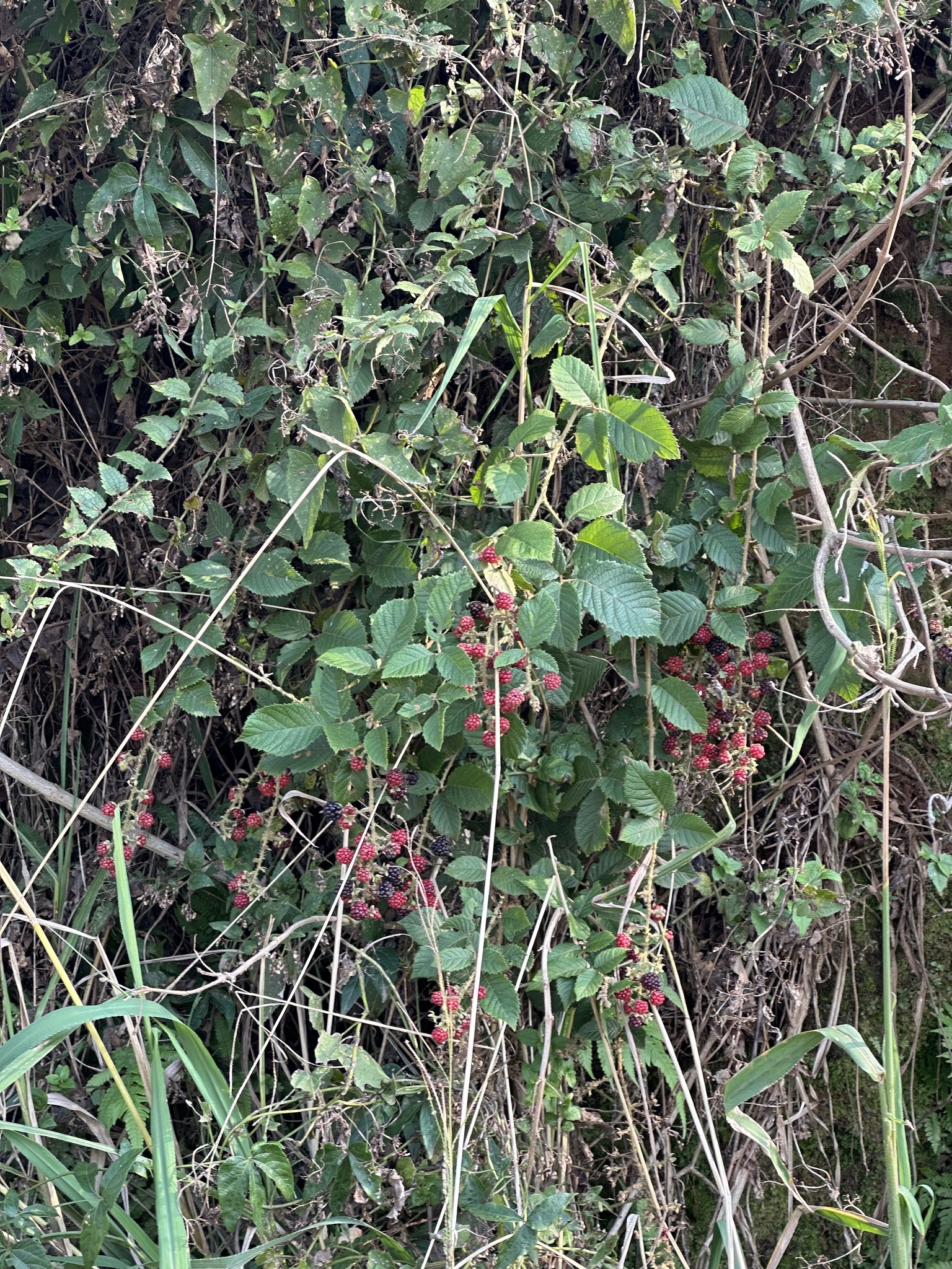 Rubus sellowii