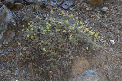 kellogg's buckwheat (Eriogonum kelloggii)