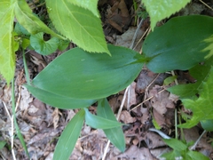 Convallaria majalis