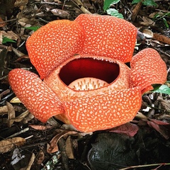 Rafflesia