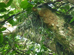 Acanthostachys strobilacea