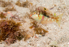 Halichoeres margaritaceus