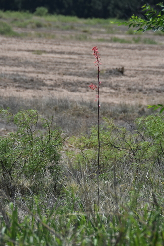 Hesperaloe parviflora