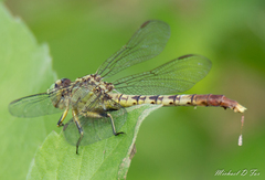 Arigomphus submedianus