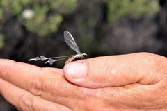 Chasmoptera superba