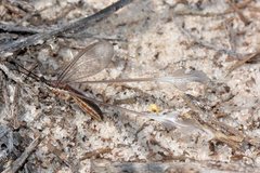 Chasmoptera superba