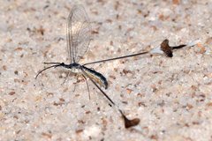 Chasmoptera superba
