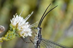 Chasmoptera superba