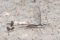 Chasmoptera superba